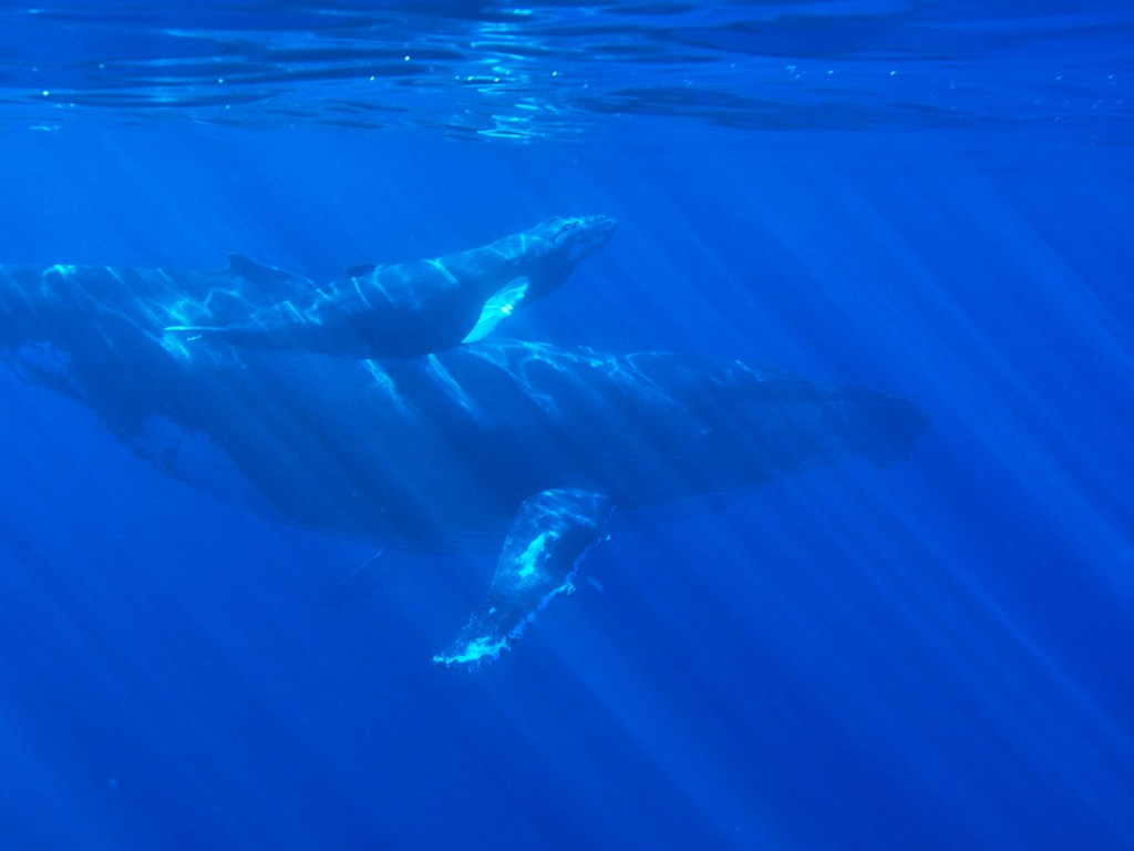 Crypto whale